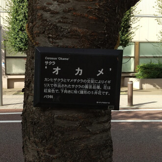 桜のまち、小金井の不動産屋さん♪