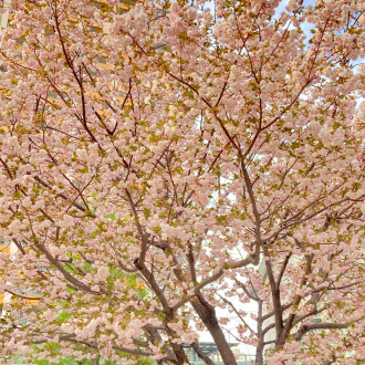 小金井で新生活！